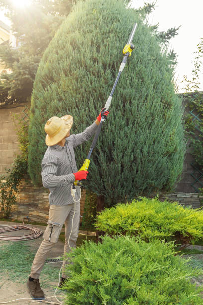 Best Tree Disease Treatment  in Sun Valley, PA